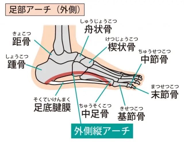 足部アーチ画像