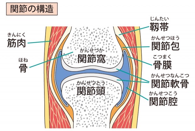 関節の中の図解イラスト