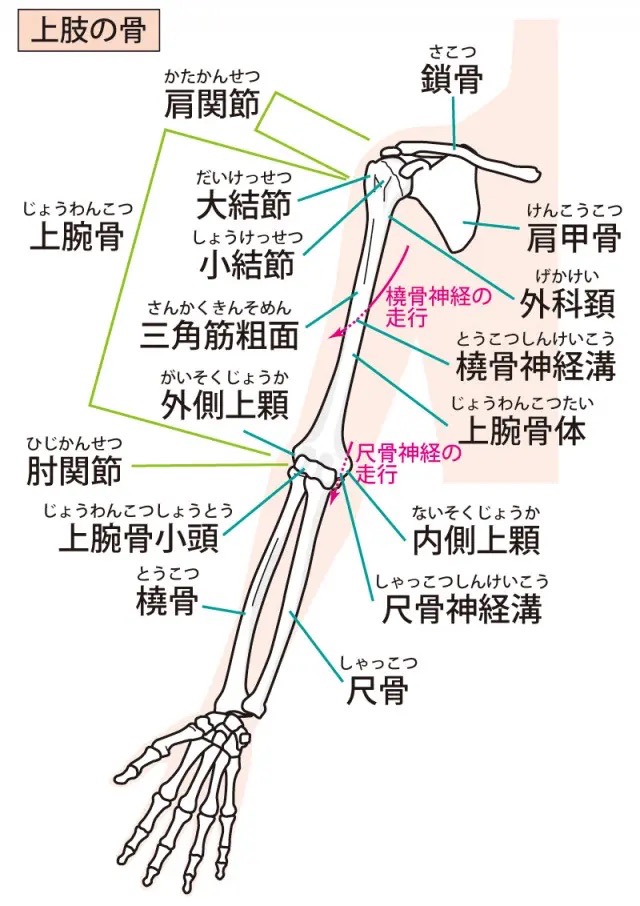 肩甲骨・上腕・前腕の名称画像